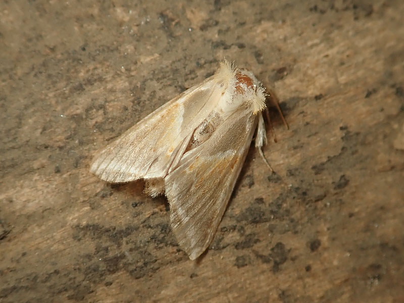 Habrosyne pyritoides - Drepanidae